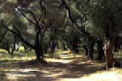 Νεκρός ο 44χρονος Ινδός που είχε πέσει θύμα απαγωγής - Πέταξαν το πτώμα του σε ελαιώνα!