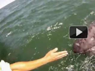 Φωτογραφία για Στενές επαφές με μια φάλαινα και το μωρό της (Video)