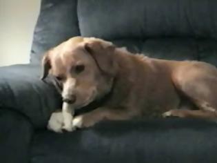 Φωτογραφία για Σκύλος παθαίνει κρίση και... θέλει να φάει το πόδι του! (Βίντεο)