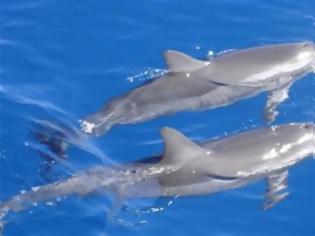 Φωτογραφία για Σε κίνδυνο τα μικρότερα δελφίνια του κόσμου