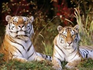Φωτογραφία για Τίγρεις Σιβηρίας σε ζωολογικό κήπο της Πάφου