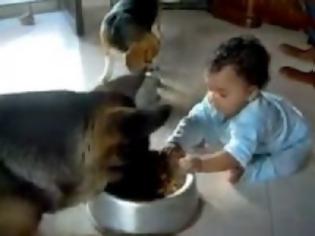 Φωτογραφία για BINTEO: Διαφωνία μπέμπη – σκύλου για το κεσεδάκι του φαγητού