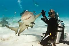 Δύτης κάνει high - five με καρχαρία!