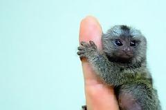 Finger Monkeys: οι...