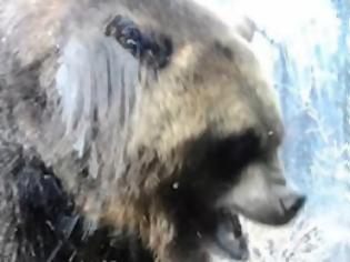 Φωτογραφία για Γιγάντια αρκούδα προσπαθεί να φάει παιδάκι! [video]