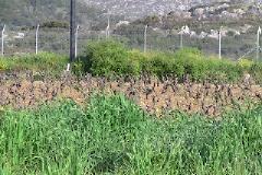 Δίνονται χωράφια σε Φθιώτιδα και Χαλκιδική