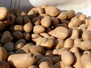 Φωτογραφία για Το κίνημα της πατάτας στη Λιβαδειά