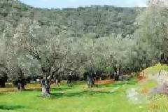 Ενώ όλες οι χώρες αναπτύσσουν πρωτοβουλίες, ελληνική ακινησία για το ελαιόλαδο...