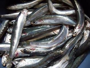 Φωτογραφία για ΗΡΑΚΛΕΙΟ: Ιχθυοπώλης δώρισε 1.000 κιλά ψάρια