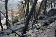 Άρχισε η δίκη για τις καταστροφικές φωτιές στην Ηλεία