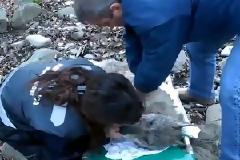 VIDEO: Διασώστρια δίνει το φιλί της ζωής σε τραυματισμένο λύκο!