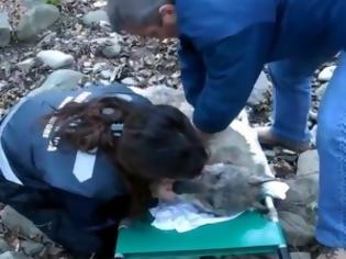 Φωτογραφία για VIDEO: Διασώστρια δίνει το φιλί της ζωής σε τραυματισμένο λύκο!