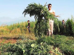 Φωτογραφία για Συνελήφθη 60χρονος που καλλιεργούσε δενδρύλλια χασίς