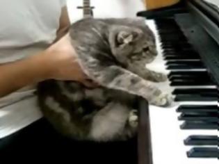 Φωτογραφία για VIDEO: H μετεμψύχωση του Μπετόβεν είναι… γάτα!