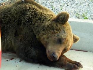 Φωτογραφία για Νέο δυστύχημα με νεκρή αρκούδα στην Εγνατία