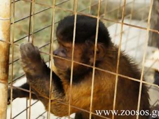 Φωτογραφία για Μαϊμού ως «ατραξιόν» σε ταβέρνα στην Χρυσή Ακτή της Πάρου [video]