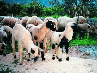 Φωτογραφία για Mεγάλη πτώση στην παραγωγή κρέατος και γάλακτος