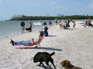 Φωτογραφία για Παραλίες χωρίς μικρόβια χάρη στα σκυλιά