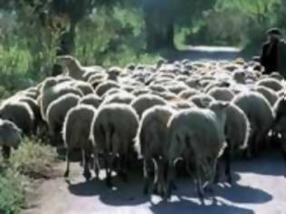 Φωτογραφία για Για ελλείψεις στην αγορά κρέατος και γάλακτος προειδοποιούν οι κτηνοτρόφοι