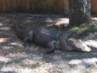 Φωτογραφία για VIDEO: Δείτε τι σπάει με τα σαγόνια του ο κροκόδειλος