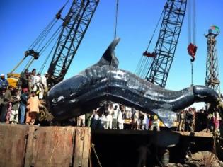 Φωτογραφία για VIDEO: Φαλαινοκαρχαρίας 7 τόνων στα δίχτυα των ψαράδων!