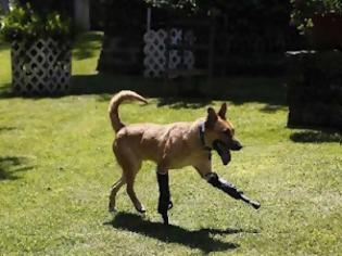 Φωτογραφία για Σκύλος τρέχει ξανά με προσθετικά πόδια! (pics)