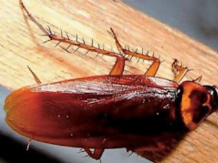 Φωτογραφία για Πως να ξεφορτωθείτε τις κατσαρίδες από το σπίτι!