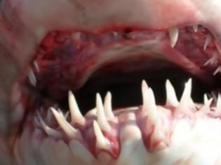Φωτογραφία για Ο καρχαρίας δάγκωσε, απήλθε, αλλά κάτι ξέχασε – Τι βρήκε στο πόδι του ο δαγκωμένος σέρφερ