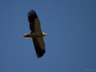 Φωτογραφία για Οι Ασπροπάρηδες ξεκινάνε το μεταναστευτικό τους ταξίδι… υπό παρακολούθηση!