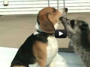 Φωτογραφία για VIDEO: Ρακούν κάνει οδοντιατρικό έλεγχο σε σκύλο