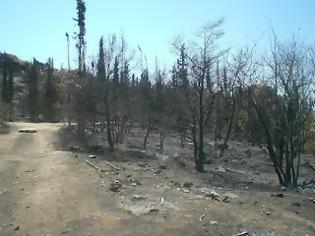 Φωτογραφία για Εισαγγελική παραγγελία σε Δασαρχεία για να προστατεύουν τις καμένες εκτάσεις