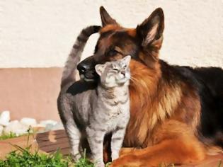 Φωτογραφία για κύλος κάνει «κολλητή» παρέα με… γάτες!