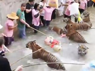 Φωτογραφία για VIDEO: Τουρίστες παίζουν με τίγρεις στην Ταϊλάνδη χωρίς καμιά προστασία