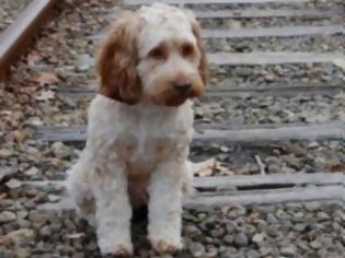 Φωτογραφία για Σκύλος σκοτώθηκε για να σώσει τον ιδιοκτήτη του από το τρένο