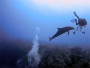 Φωτογραφία για Ερωτική επίθεση από… δελφίνι [Video]
