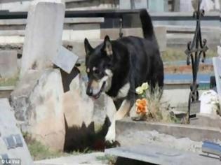Φωτογραφία για Σκύλος δεν φεύγει από τον τάφο του αφεντικού του εδώ και 6 χρόνια