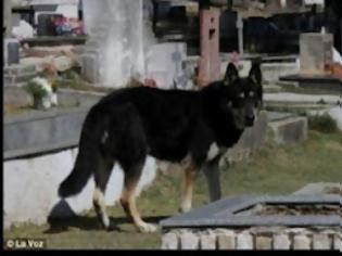 Φωτογραφία για 6 χρόνια στον τάφο του αφεντικού του‏