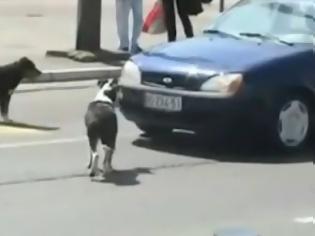 Φωτογραφία για Ο σκύλος που δεν σηκώνει μαγκιές! [Video]