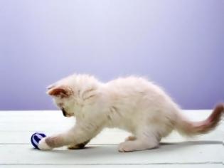 Φωτογραφία για VIDEO: Αυτή η γάτα είναι… κολλημένη με την μπάλα!!!
