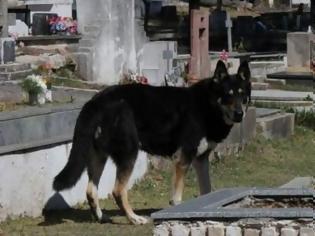 Φωτογραφία για Αυτό θα πει…πιστός φίλος!