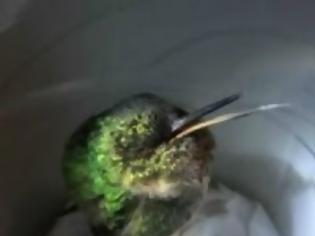 Φωτογραφία για VIDEΟ: Πουλί ροχαλίζει… σφυρίζοντας!!!