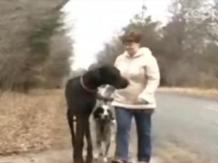 Φωτογραφία για VIDEO:  Ο ψηλότερος σκύλος του κόσμου!
