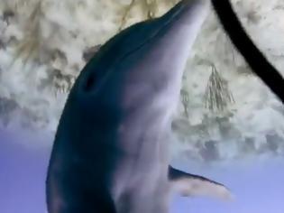 Φωτογραφία για VIDEO: Σεξουαλική παρενόχληση από δελφίνι!