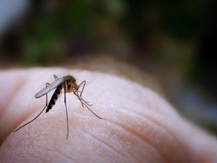 Φωτογραφία για Ενέργειες για την έγκαιρη καταπολέμηση των κουνουπιών από το υπουργείο Υγείας