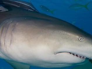 Φωτογραφία για Καρχαρίας επιτεθείτε σε καρχαρία! Δείτε συγκλονιστικές εικόνες που κατέγραψε ο φακός!