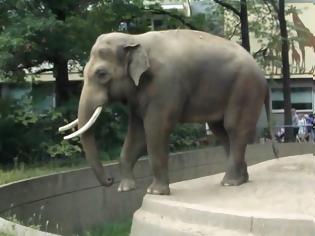Φωτογραφία για VIDEO: Άτυχος επισκέπτης στον ζωολογικό κήπο