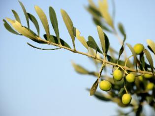 Φωτογραφία για Οι καλύτερες ελιές στον κόσμο είναι της Πάργας!