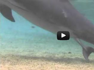 Φωτογραφία για Απίστευτο βίντεο με την γέννηση ενός δελφινιού