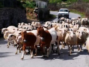 Φωτογραφία για Και όμως τα πρόβατα είναι έξυπνα...