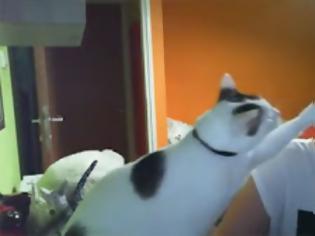 Φωτογραφία για Η πιο ενοχλητική αξιολάτρευτη γάτα [Video]